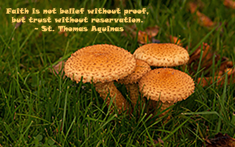 Inspirational Picture and Quote