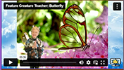 FCT Butterfly