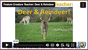 FCT Deer and Reindeer