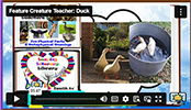 FCT Duck