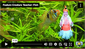 FCT Fish
