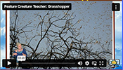 FCT Grasshopper