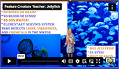 FCT Jellyfish
