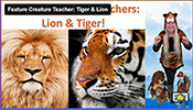 FCT Lion and Tiger