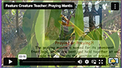 FCT Praying Mantis