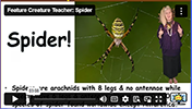 FCT Spider Fun Facts