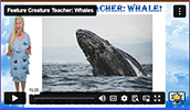 FCT Whale